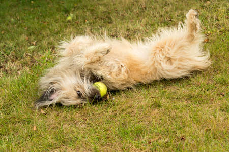Small labrit breed Pyrenean sheepdog rolling on its back on a lawn with a tennis ball in its mouthの写真素材