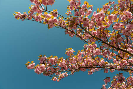 Japanese cherry tree branches filled with bouquets of pink flowers against a blue sky background