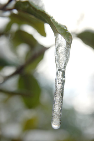 Drop of frozen water transformed into a long stalactite by the cold, hanging from a leaf, vertical...