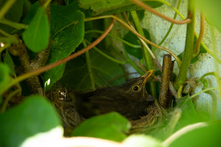 A female robin broods in a nest built in a kiwi tree against a wallの写真素材
