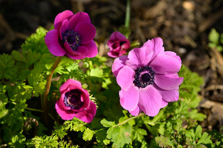 Pink coronaria anemone flowers at different stages of bloomの写真素材
