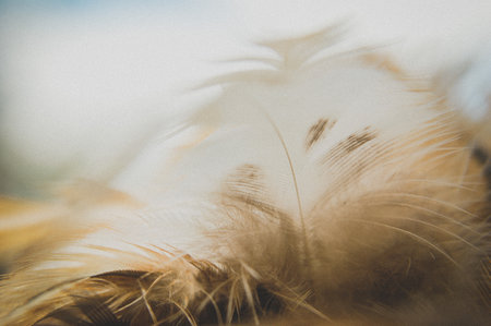 Close-up of a white and brown featherの写真素材