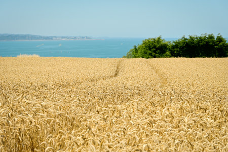 Ripe wheat field in summer against the backdrop of a sea landscapeの写真素材
