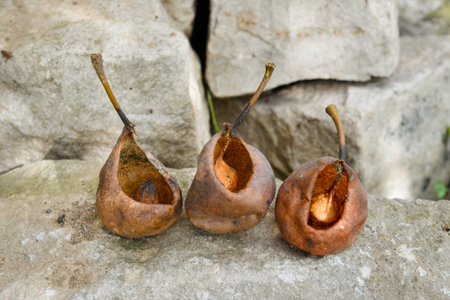 Remains of three pears, the insides of which have been eaten by insects, placed on a stone