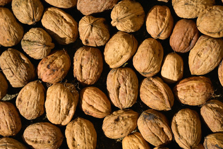 Top view of freshly harvested dried walnuts in their shells, spread out in the sun to dry