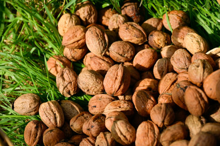 Top view of a pile of dry walnuts in their shells in the grass in the sunの写真素材