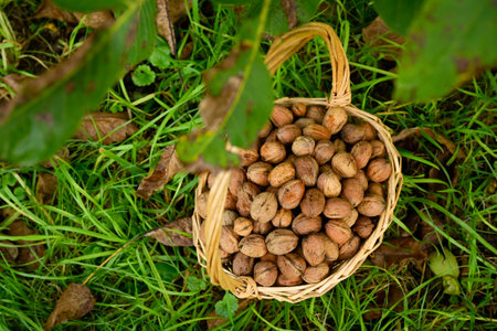 Top view of freshly harvested dried walnuts in their shells in a basket, placed in the grass, under the leaves of the walnut treeの写真素材
