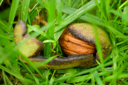 Nuts fallen on the grassy ground with their protection, the husk, which splits and turns black
