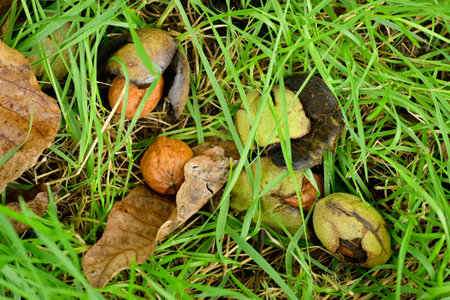 Nuts fallen on the grassy ground, with or without the blackening huskの写真素材