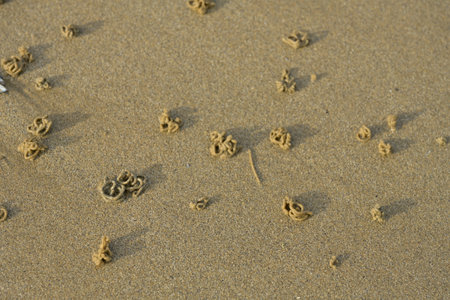 Lugworm casts (Arenicola marina) on a sandy-muddy foreshore at low tide, Loire-Atlantique, France
