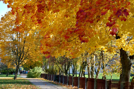 A nature photo showing a park alley in autumn colors and a fence,の写真素材