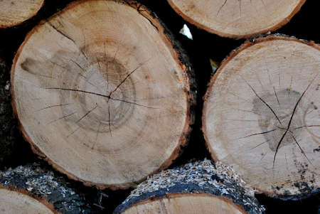 a photo showing tree rings on cut tree logs