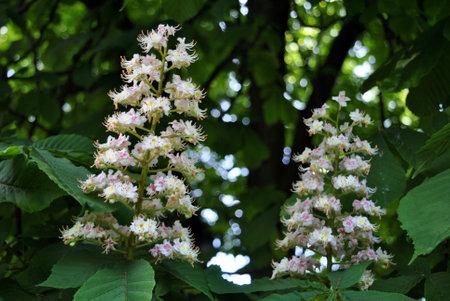 white blooming chestnut flowers on the treeの写真素材