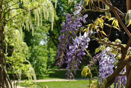 blooming purple wisteria flower against the background of a green parkの写真素材