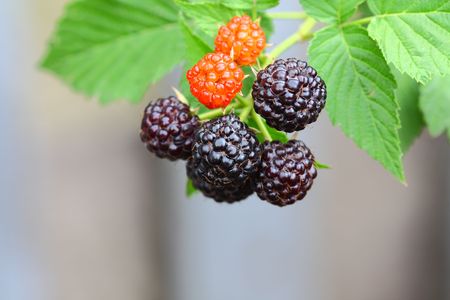 blackberry fruits on a background of green leavesの写真素材