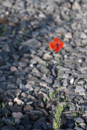 A lone flower growing on the rocksの写真素材