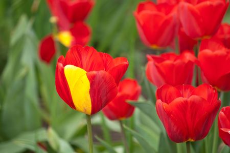 red tulip with yellow petalの写真素材