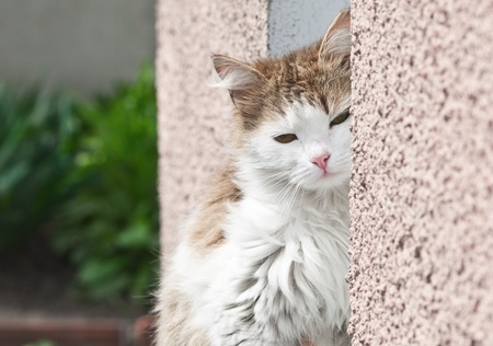 sleepy cat sitting on a windowの写真素材