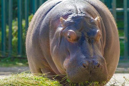 Hippo eats grass on a summer day.