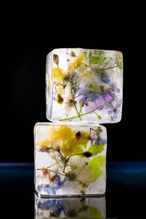 Transparent ice cubes on a black background with frozen flowers inside. Creative concept for design. Close-up.の写真素材