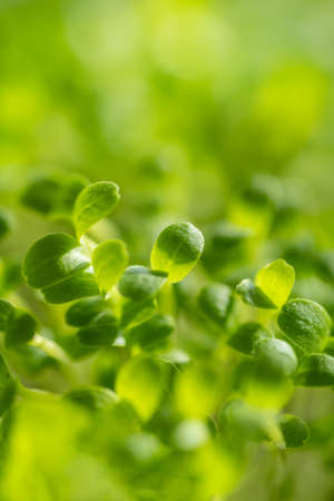 Fresh young leaves of microgreen. Microgreen sprouts close-up. Germination of seeds at home. Growing plants. Superfood and healthy eating concept.の写真素材