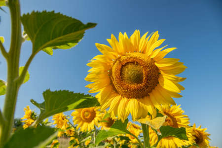 Beautiful sunflowers. A field with sunflowers against the blue sky. Organic Farming, Ecology, Gardening, health and nature conceptの写真素材