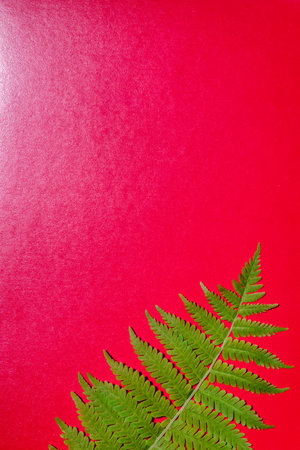 Fern leaf on a red background. Template for design. Space for text.の写真素材