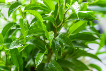 Ficus benjamin. Ornamental green plant for home interior grown in a pot. Close-up. Selective focus.