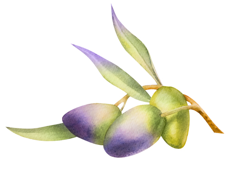 Drawing watercolor black and green olives on a twig with foliage.の写真素材