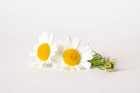Chamomile or camomile flowers isolated on white backgroundの写真素材