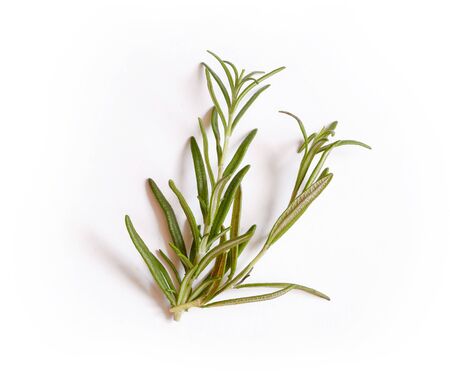 Fresh rosemary isolated on white backgroundの写真素材