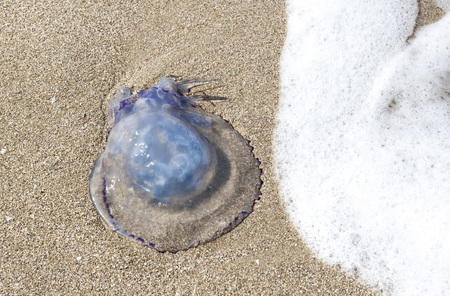 jellyfishの写真素材