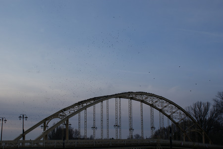 Birds on the bridgeの写真素材