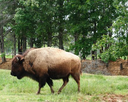 American Bison roaming at a Buffalo Park.