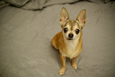 Cute little chihuahua dog sitting on the bed.の写真素材