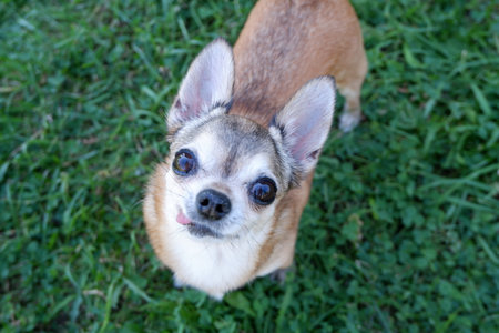 Chihuahua dog on green grass in the park. Close up.の写真素材