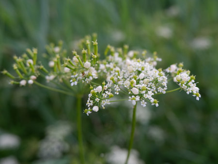 Close-up of blooming dill (Fennel) flowersの写真素材