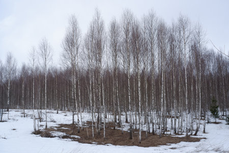 Birch forest in the winter. Early spring in the forest.の写真素材