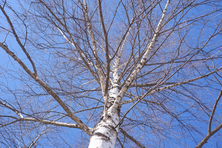 birch tree in winter against the blue sky, nature seriesの写真素材