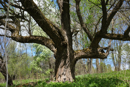 Old big tree in the spring forest. Spring landscape. Springtime.