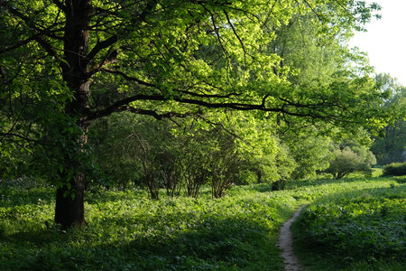 Spring landscape with green trees and a footpath in the park.