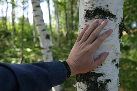 A man's hand touching a birch tree in the forest.の写真素材