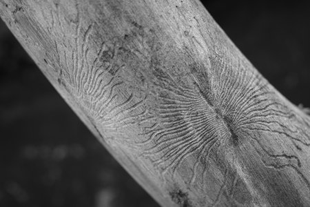 Traces of animals on the bark of a tree in black and whiteの写真素材