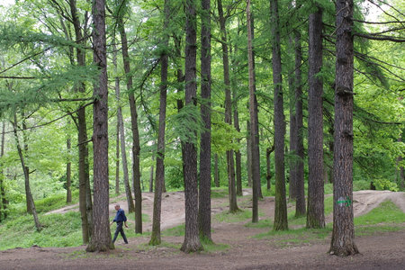 Young boy walking in a green forest on a sunny summer day.