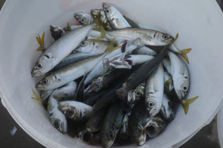 Fresh mackerel fish in a bucket for sale at fish market