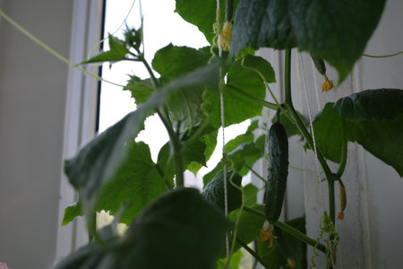Cucumbers growing on the windowsill in the greenhouse. Selective focus.の写真素材