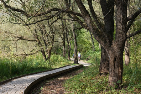 Wooden walkway in the park on a sunny summer day.