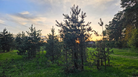 Sunset in the forest in summer with green grass and pine treesの写真素材