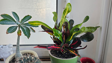 House plants in pots on the windowsill. Home gardening concept.