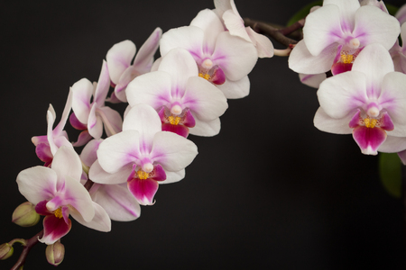 pink and white orchid flowerの写真素材